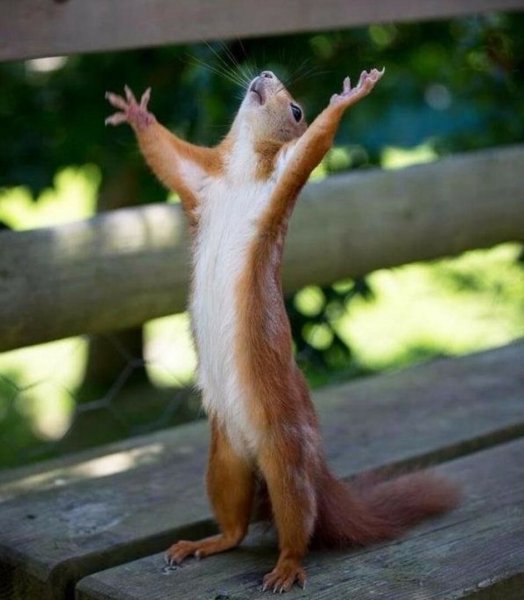 С первым днем лета прикольные