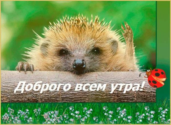 Доброго понедельника Ежик