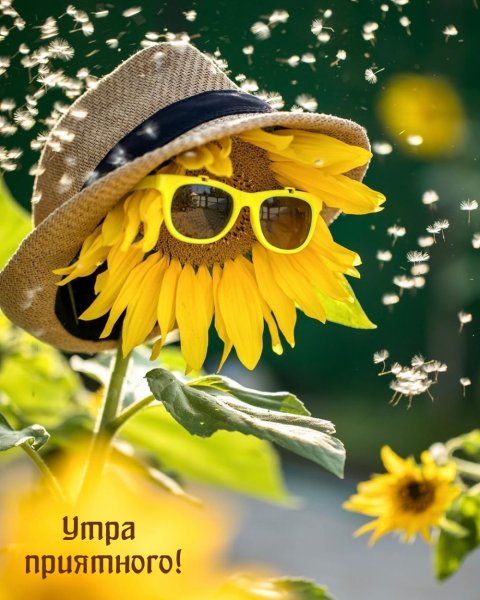 Открытки с добрым утром летние