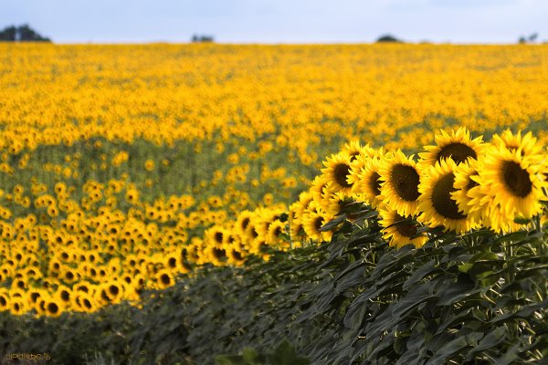 Середина лета картинки