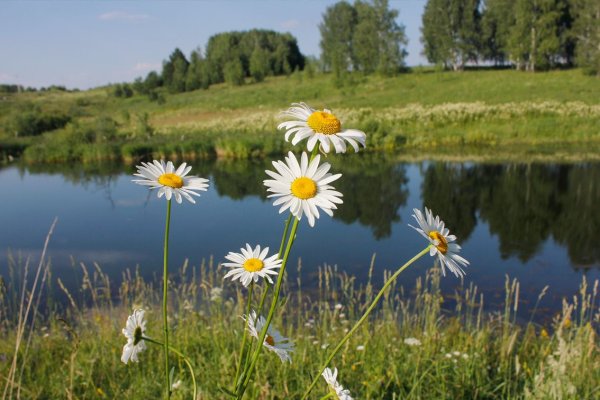 Природа ромашки