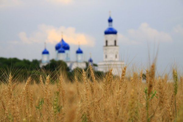 Храм Христа Спасителя цветут деревья