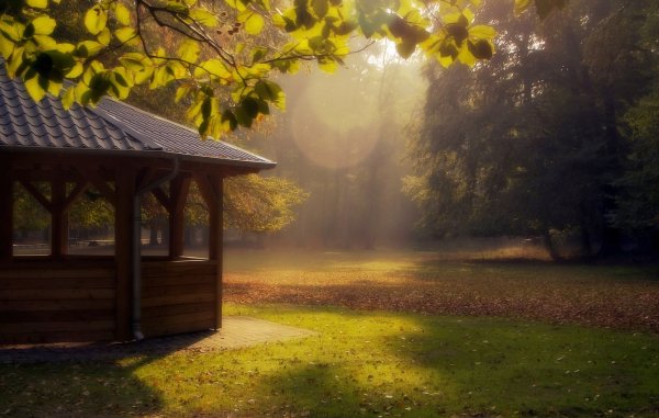 Природа из беседки