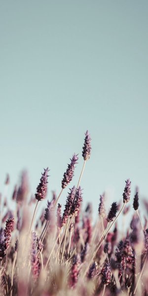 Море пальмы