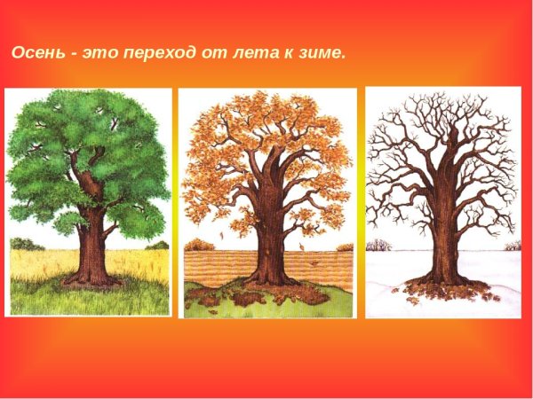 Дерево зимой и летом