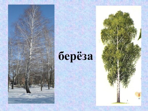 Береза зимой
