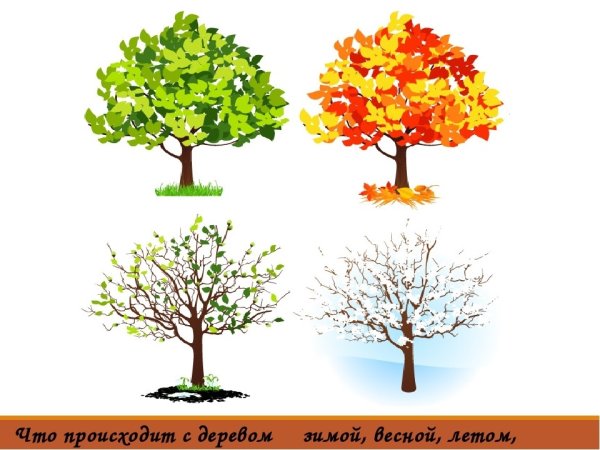 Деревья весной для дошкольников