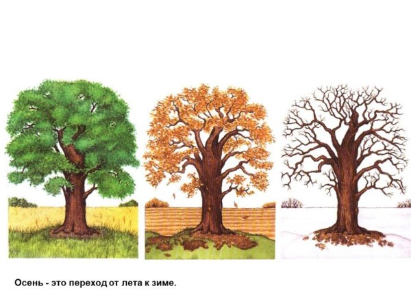 Дуб в разные времена года