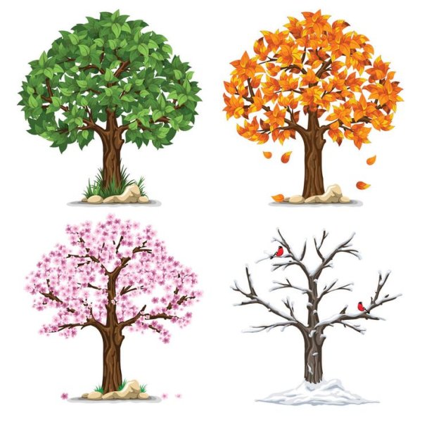 Дерево зимой летом осенью и весной