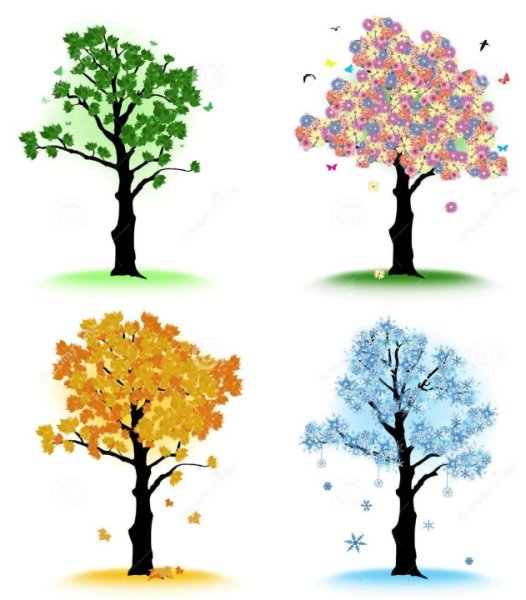 Дерево 4 сезона на белом фоне