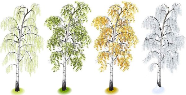 Дерево 4 времени года