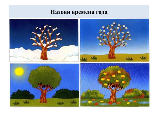 Лиственные растения зимой