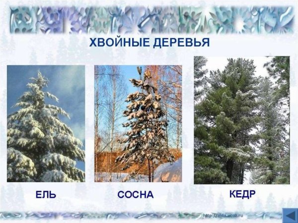 Береза летом и осенью