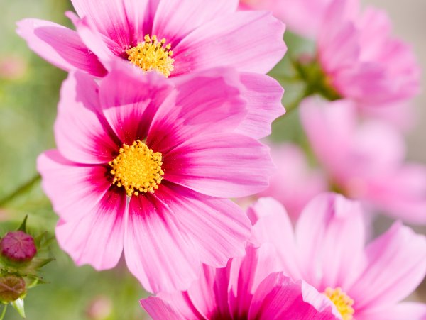 Красивое поле с цветами