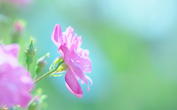 Розовые тюльпаны