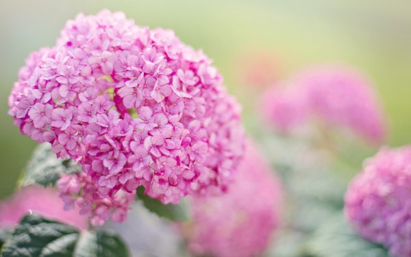 Эстетика природы розовые