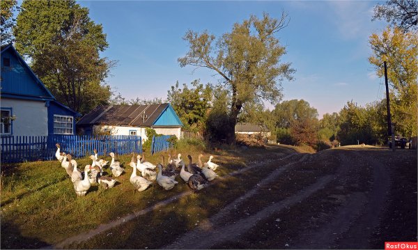 Природа деревня