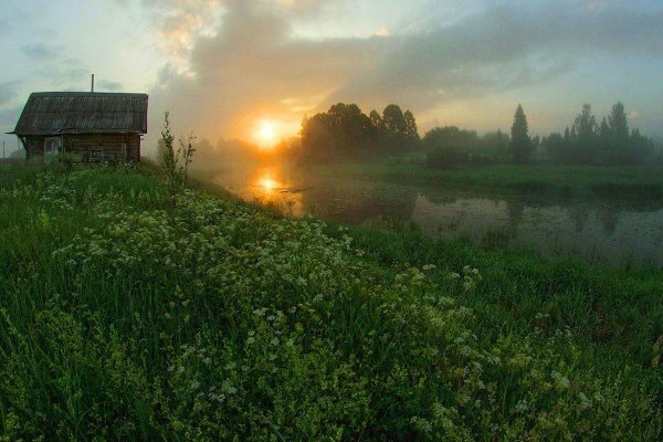 Лето деревня ромашки