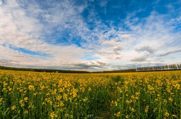 Пейзажи Беларуси поля