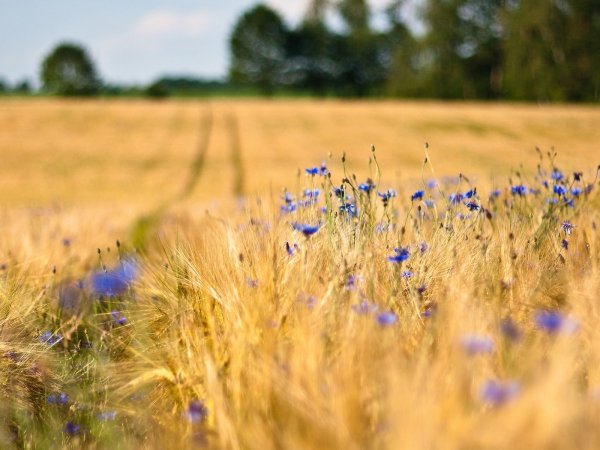 Поле с васильками