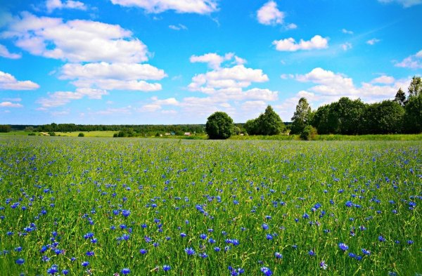 Ярославль волельковые поля район