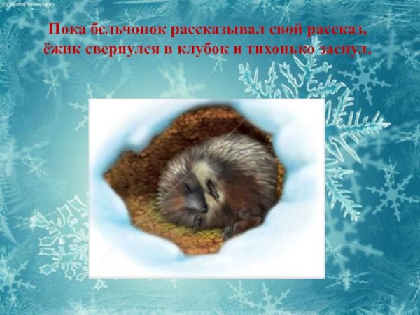 Ежик спит зимой