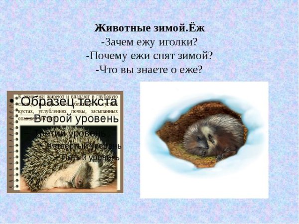 Ежик спит зимой