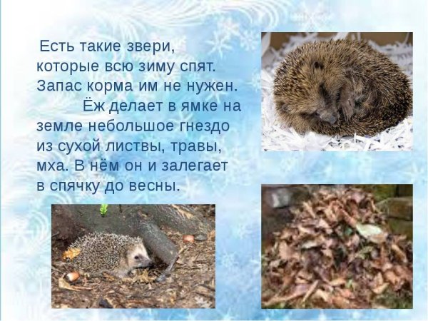 Еж впадает в спячку на зиму