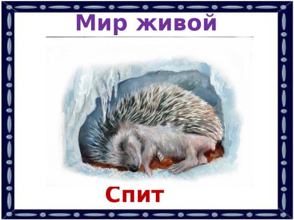 Еж в спячке