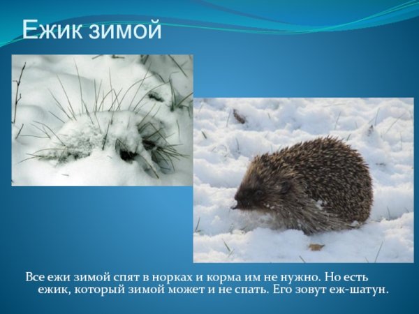 Ежик зимой