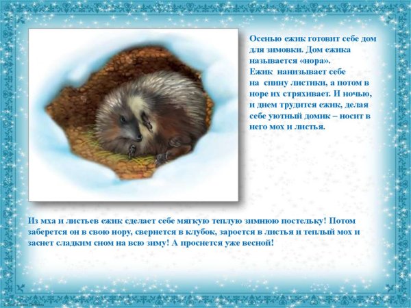 Как зимуют ежики