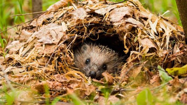 Еж обыкновенный спячка