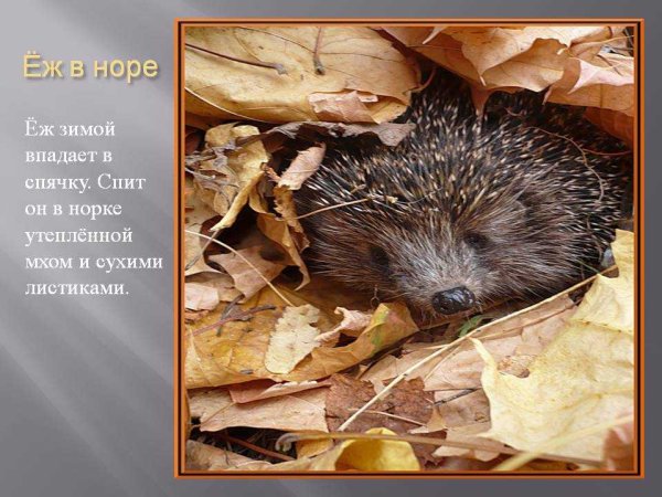 Ежик в спячке