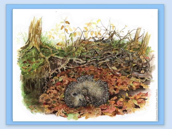 Еж в норе