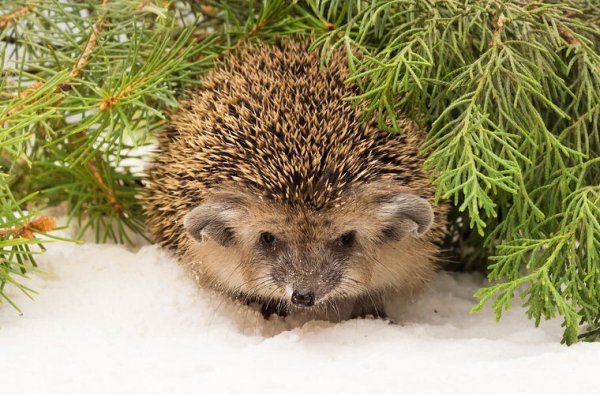 Ежик и подснежники