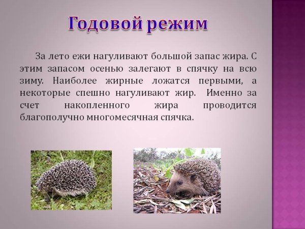 Ежик впадает в спячку