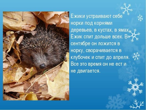 Ежик спит