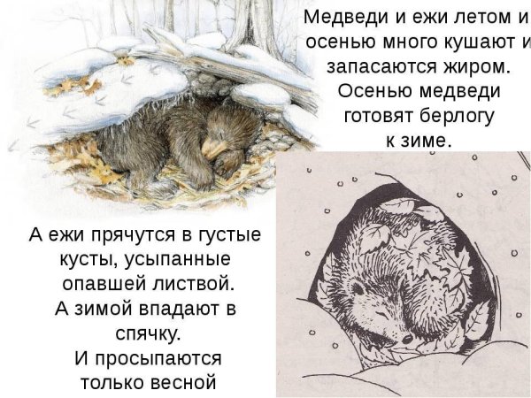 Где живёт ёж в природе