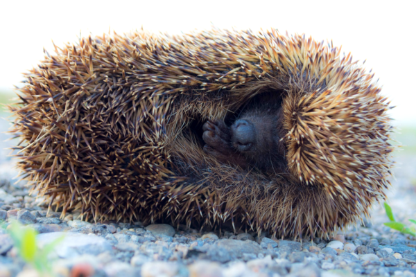 Как зимуют Ежи