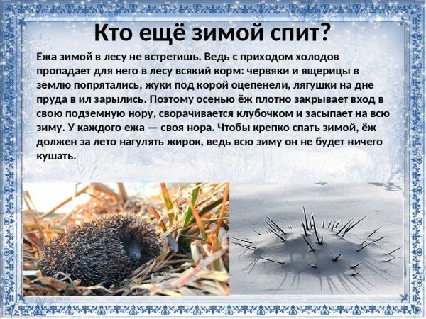 Ушастый ёж в норе