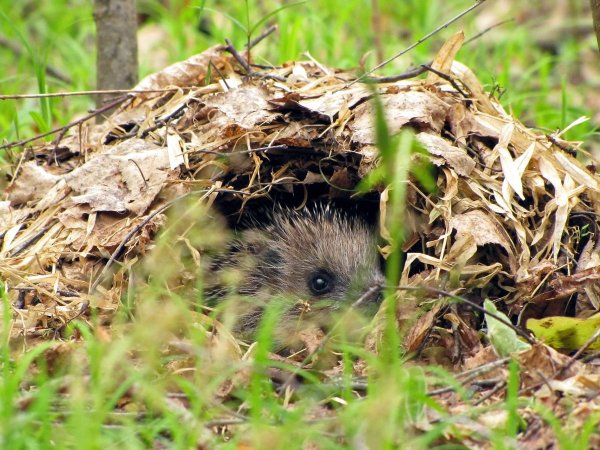 Ежиная Нора