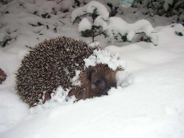 Еж обыкновенный спячка
