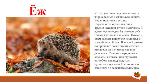 Ёж зимой впадает в спячку