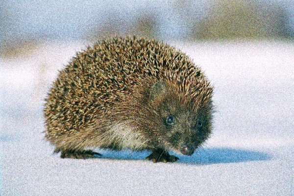 Рассказ про ежика