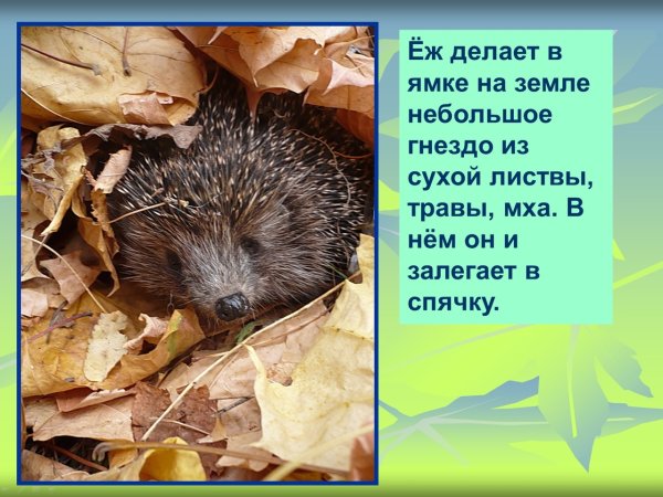 Гнездо ежа Нора ежа