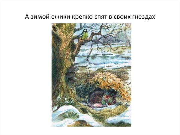 Спящий Ежик