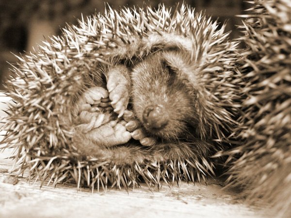 Еж готовится к спячке