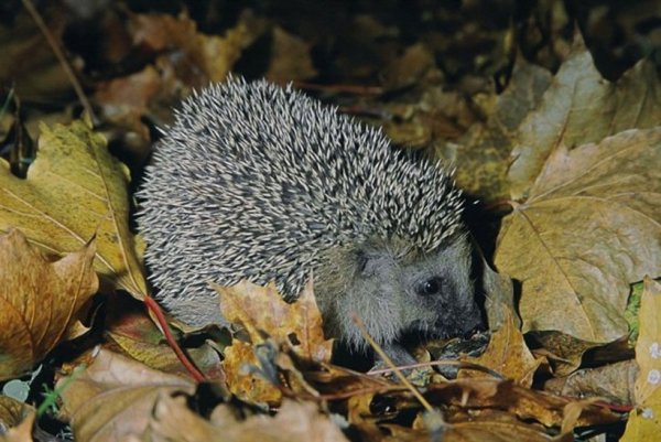 Ушастый ёж в норе