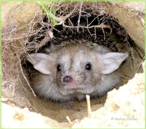 Еж обыкновенный Лесной