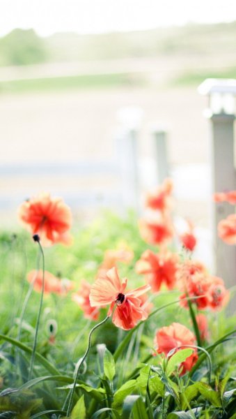 Лето красное